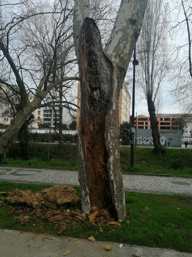 20210205 platano  1  1 670 999