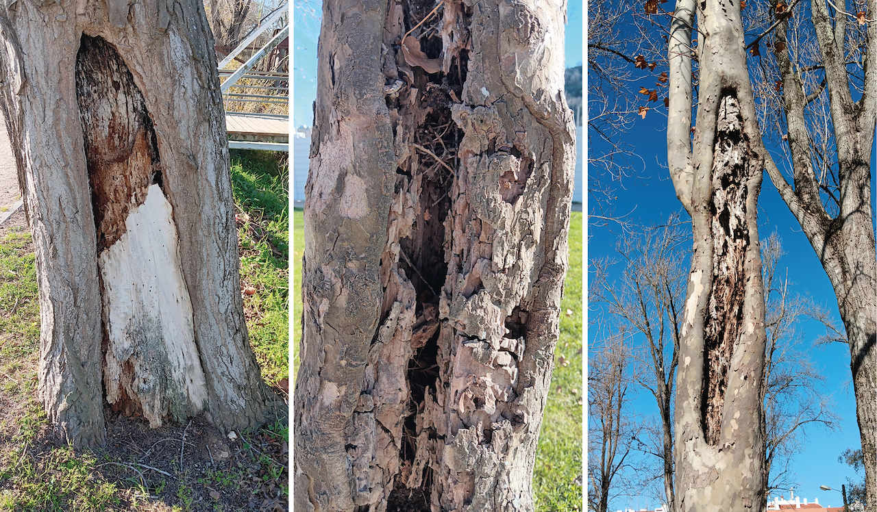 Risco obriga à substituição de árvores no Polis e Largo da República