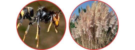 20260326_Imagem_Vespa+Pampa