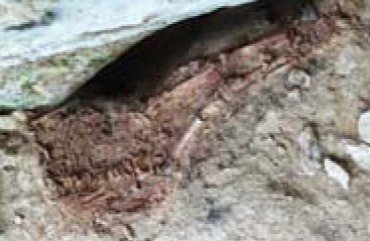 Anatonia do Esqueleto